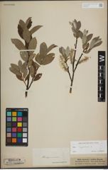 Foto von Salix lapponum L.